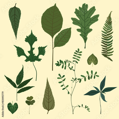 leaves of different shapes illustration