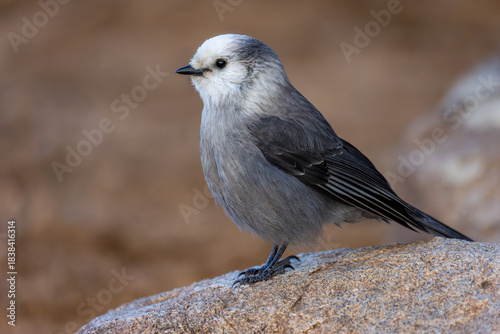A sleek mountain bird pauses on a rock, watching movement below.