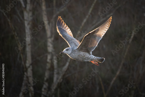 Young Seagull Flying Autumn
