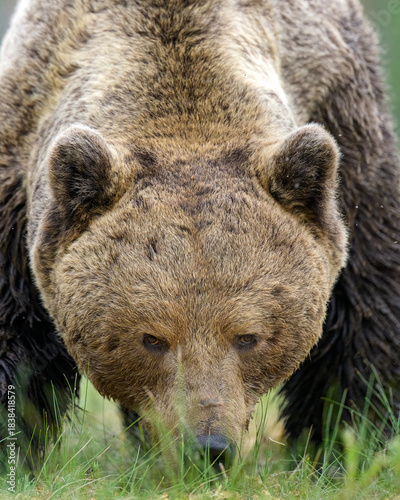 Big male brown bear portrait, serious glance