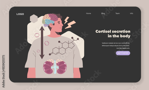 Human Cortisol Secretion Vector Illustration