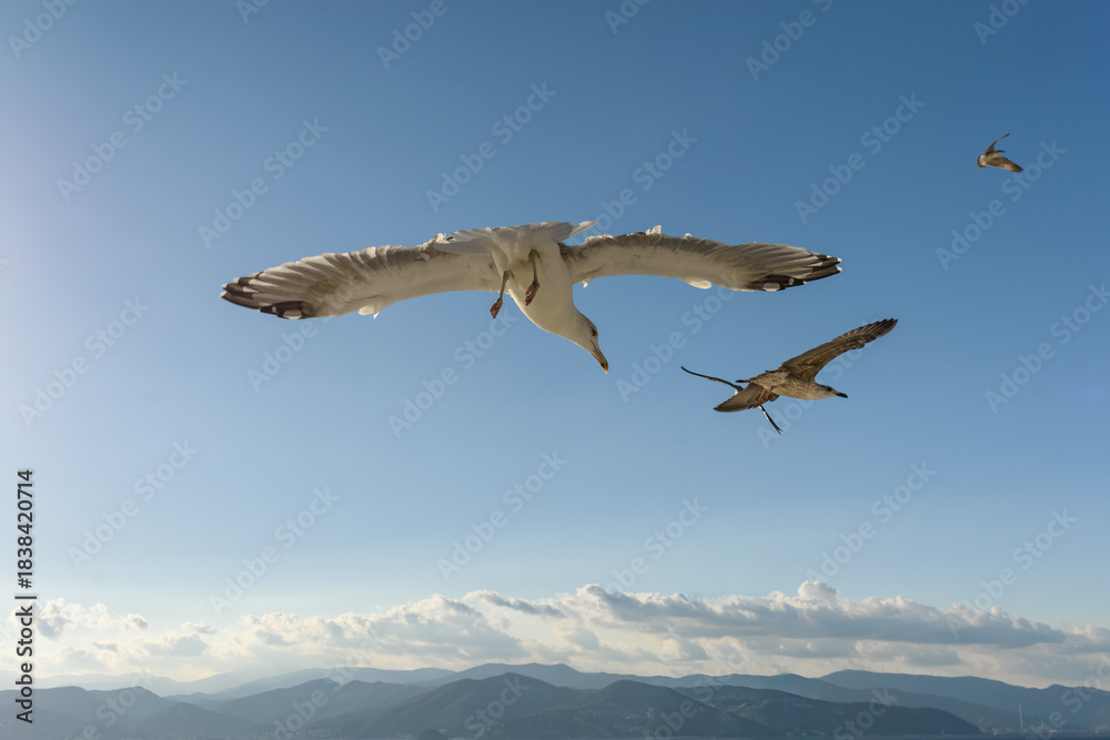 Obraz premium Primer plano de una gaviota realizando un giro mostrando su dorso, con otra ave más pequeña y montañas costeras brumosas en el fondo.