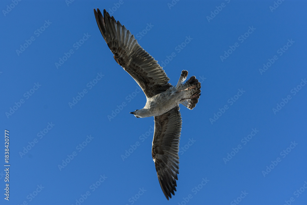 Fototapeta premium Gaviota juvenil en vuelo capturada desde abajo en ángulo diagonal, mostrando el patrón moteado de sus alas contra un cielo azul intenso y limpio.