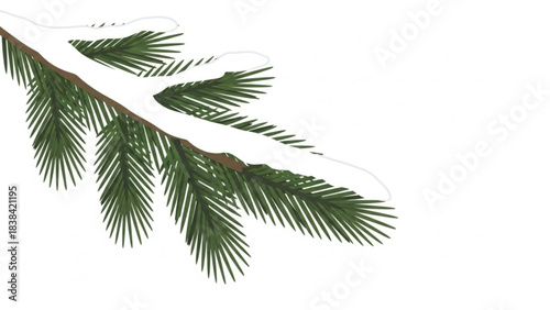 Pine tree branch covered in snow a winter nature element with green needles and white frost isolated on a white background