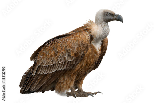 Vulture in desert isolated on transparent background