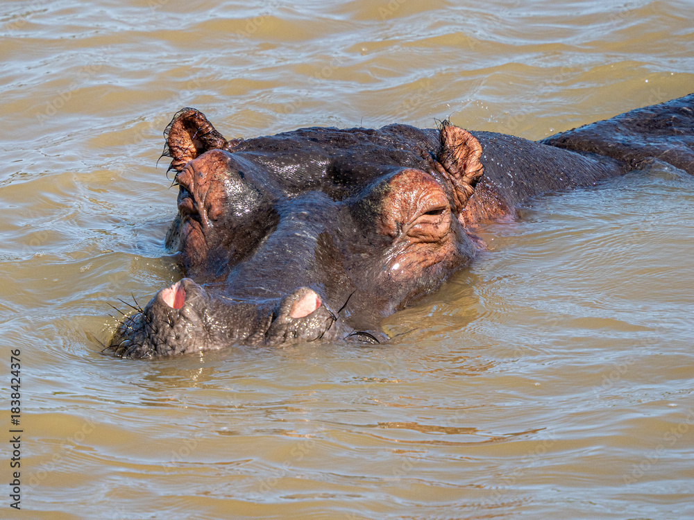 Fototapeta premium Flusspferd