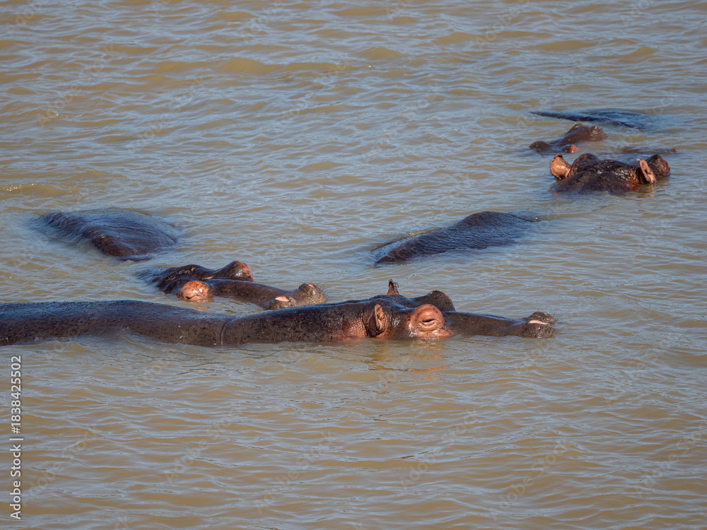 Fototapeta premium Flusspferd