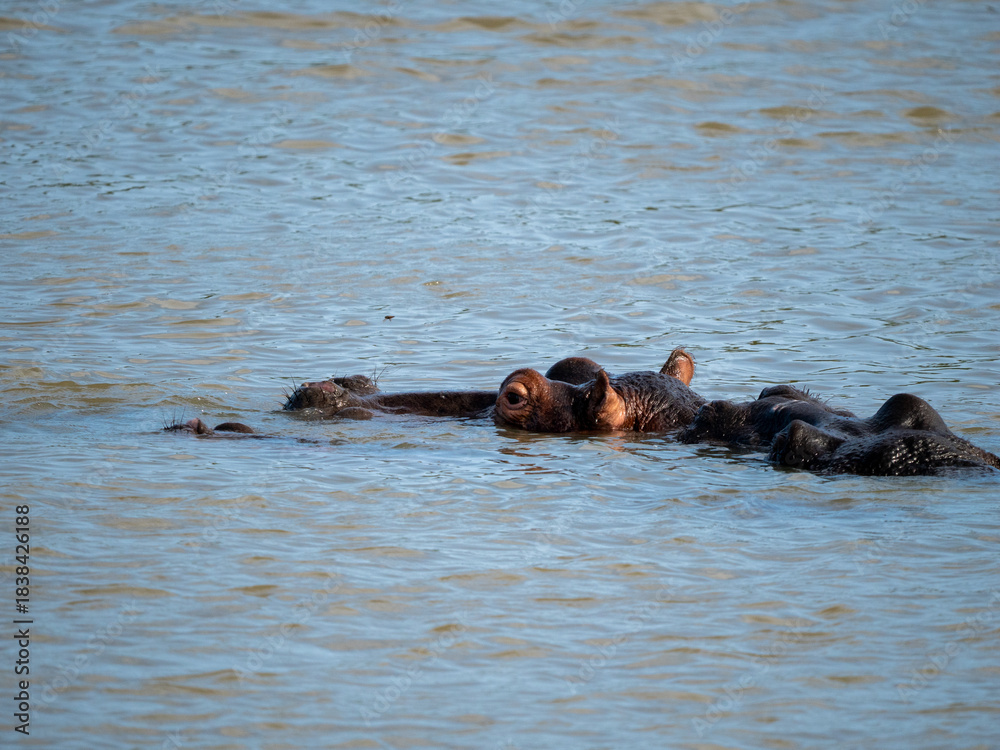 Fototapeta premium Flusspferd