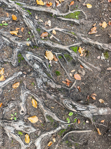 tree roots and fallen leaves on the ground, no person