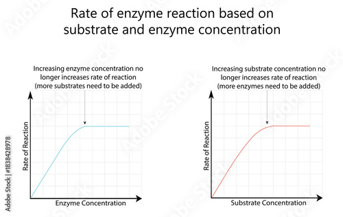 Rate of enzyme reaction based on substrate and enzyme concentration. Educational Vector Illustration on white background