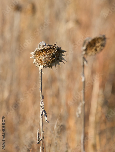 dry flower in the wind