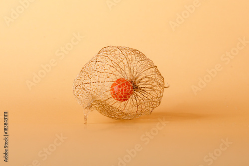 physalis berry