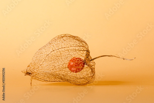 physalis berry