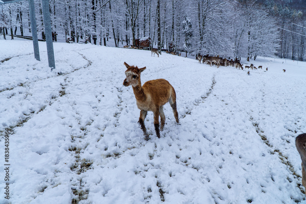 Fototapeta premium mokra alpaka ;)
