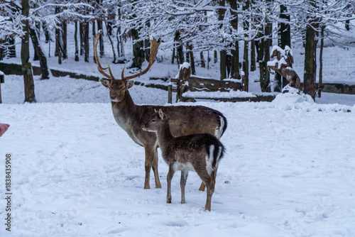 Fototapeta Naklejka Na Ścianę i Meble -  Jelonki na wybiegu w zoo
