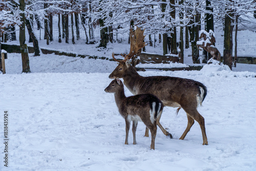 Fototapeta Naklejka Na Ścianę i Meble -  Jelonki na wybiegu w zoo