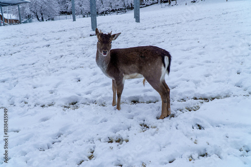 Fototapeta Naklejka Na Ścianę i Meble -  Jelonki na wybiegu w zoo