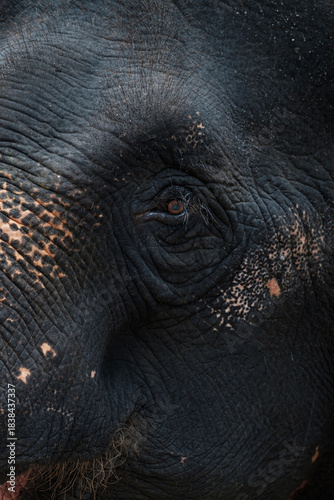 Konstfotografi asian elephant close up, Elephas maximus in Thailand, vertical photo