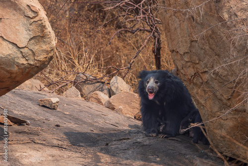Sloth Bear (Melursus ursinus)