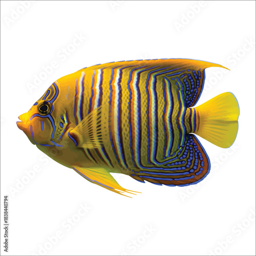 Regal Angelfish with Vibrant Blue Yellow and White Stripes Keywords: fish, angelfish, regal