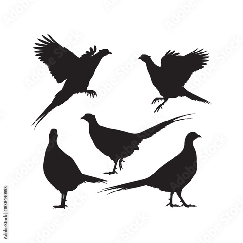 Pheasants Silhouettes Collection,Pheasants Silhouettes,Vector Pheasant Silhouettes,Wild Pheasant Silhouettes,pheasant vector
