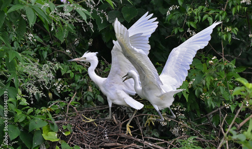 Schilderij op canvas White Egrets Roosting in Tree Nest with Green Foliage