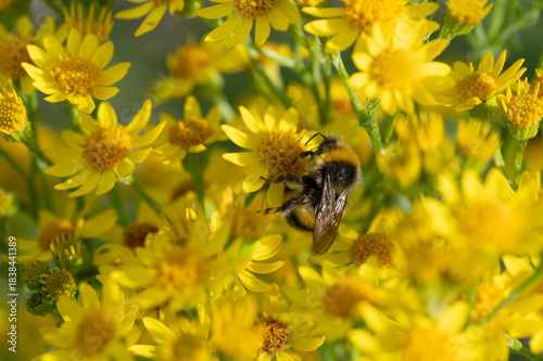 Bumble bee feeding on yellow ragwort flowers.