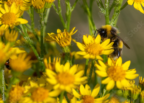 Bumble bee feeding on yellow ragwort flowers.