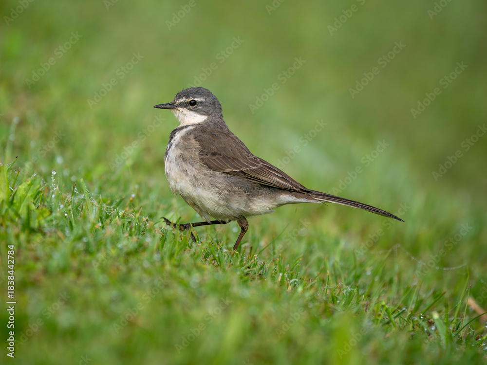 Obraz premium Kapstelze