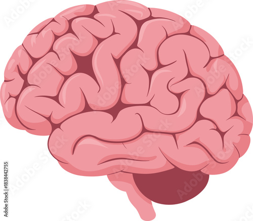 Human brain illustration, detailed anatomy design, medical organ graphic, neuroscience concept, educational biology artwork, pink cerebral cortex, healthcare vector image