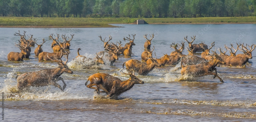 Obraz premium Elk Herd Galloping Across Wetland Waters