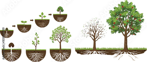 Tree Growth Stages Vector Illustration Set; Life Cycle from Seed to Seedling, Sapling, and Mature Fruit Tree Showing Roots in Cross-Sectional Underground View.