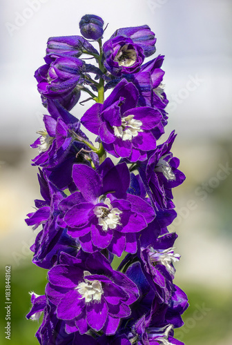 Larkspur (Delphinium) flower stalk showing vibrant purple petals blooming