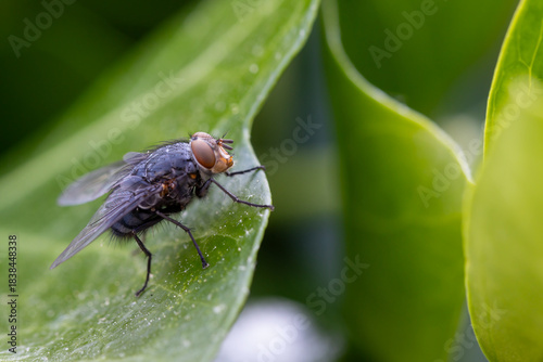 Common housefly insect (Musca domestica)resting on green leaf in nature