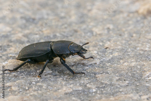 A lesser stag beetle (Dorcus parallelipipedus) crawling on a gray rock surface