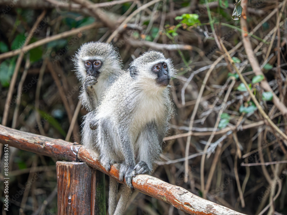 Fototapeta premium Grüne Meerkatze