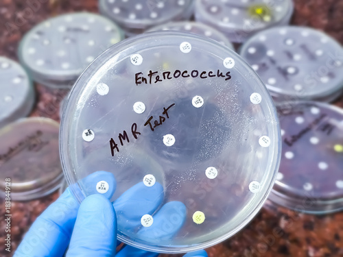 AMR test of Enterococcus bacteria. Antimicrobial resistance of Enterococcus spp.