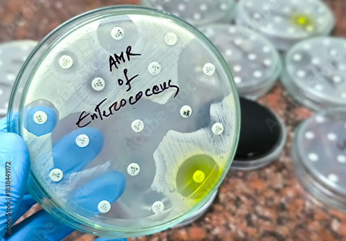 AMR test of Enterococcus bacteria. Antimicrobial resistance of Enterococcus spp.