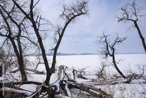 trees in the snow