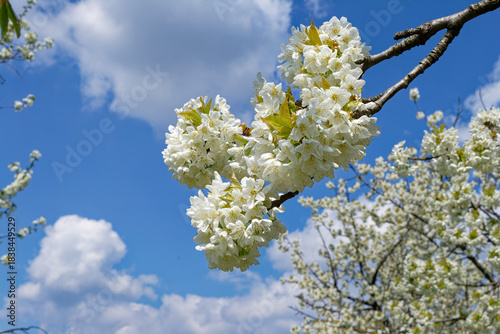 White cherry blossoms blooming on a branch under a bright blue sky with clouds.