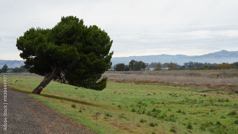Fototapeta premium A lone Monterey pine tree (Pinus radiata), bent significantly, stands on an embankment next to a field with green grass, overlooking the distant, cloud-covered East Bay Hills.