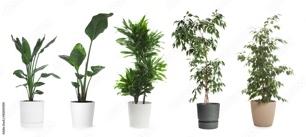 Obraz premium Collection of house plants in pots isolated on white