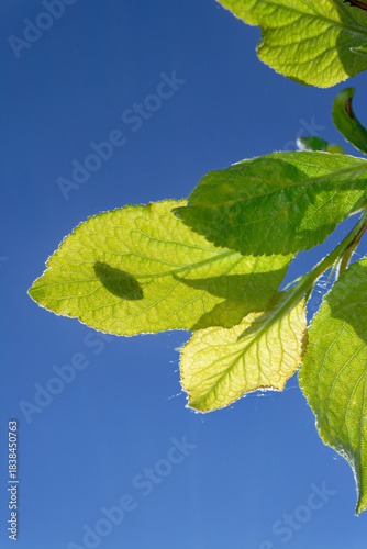 Lush green leaves reaching for the bright, clear blue sky on a sunny day.