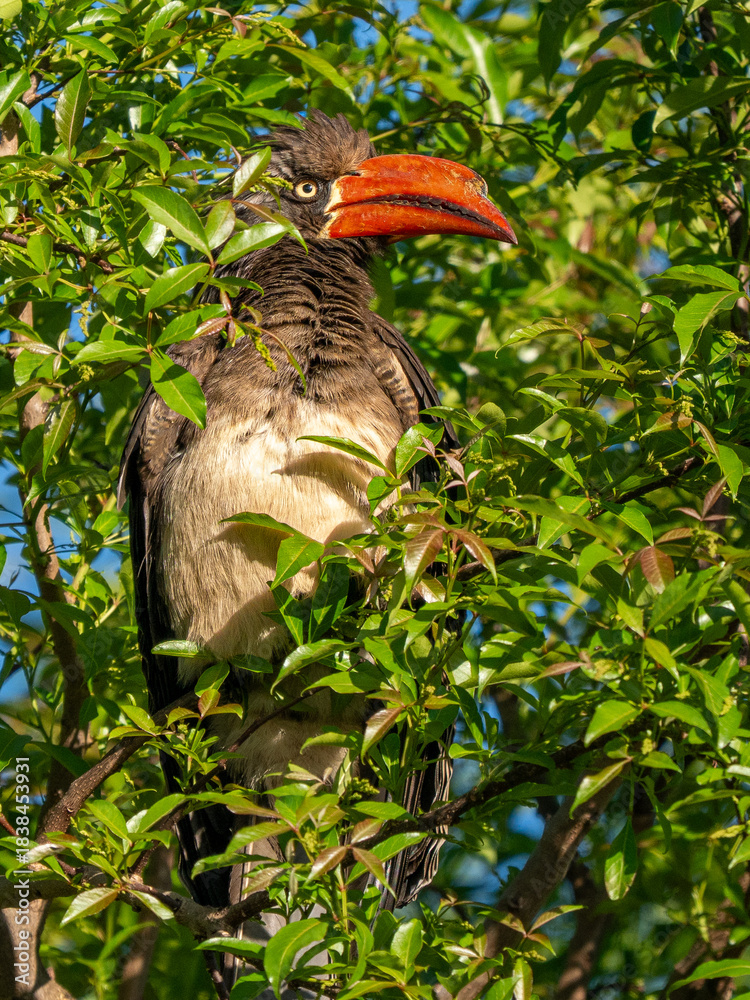 Obraz premium Kronhornvogel