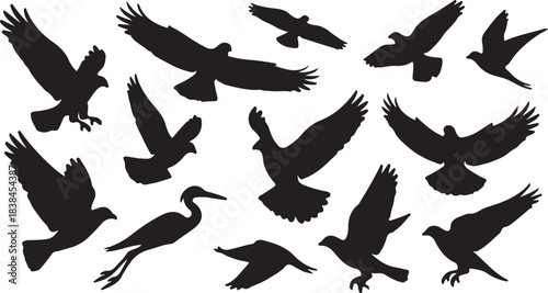 Collection of Bird Silhouettes in Various Flight Poses and Species flying eagle on transparent background