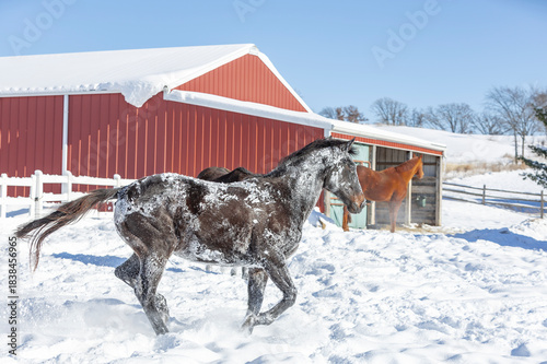 A snow-covered horse running past a barn with another horse standing.