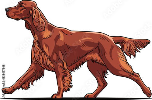 Irish Setter dog walking trotting gait movement side view
