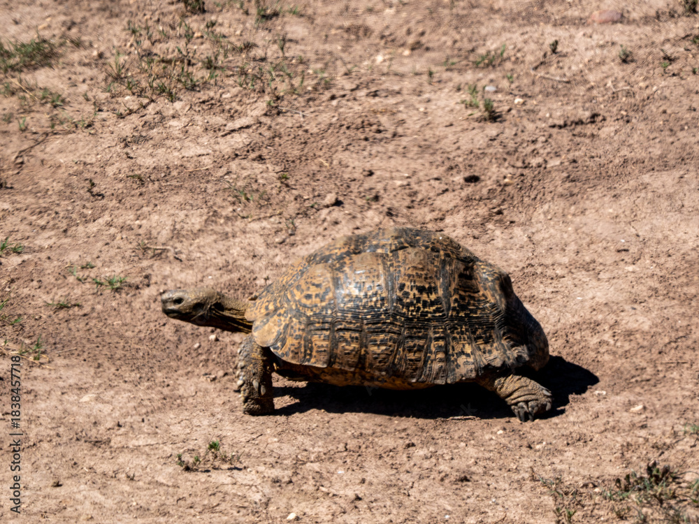 Obraz premium Schildkröte