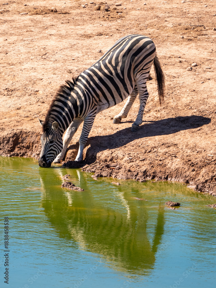 Naklejka premium Zebra