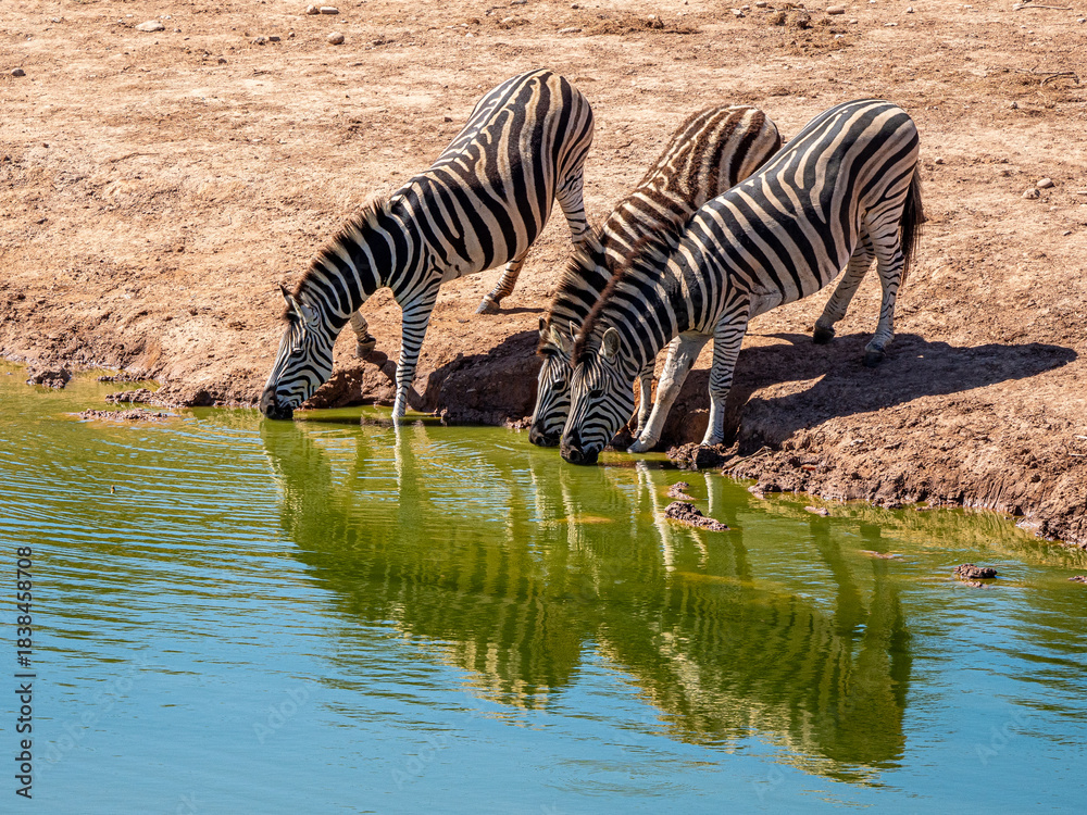 Naklejka premium Zebra